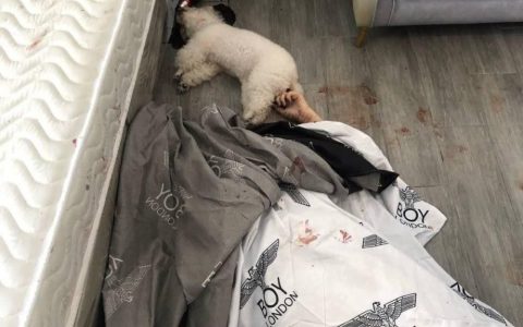 视频｜西港公寓内中国女子被杀身亡，宠物狗一并被扼杀