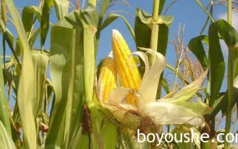 缅甸冬作物种植季节开始部分省邦地区已开始种植冬玉米