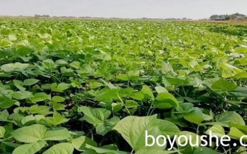 实皆省实皆专区冬作物各种豆类已完成5.9万英亩的种植工作