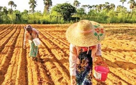 曼德勒省在财政过渡期将种植冬作物鹰嘴豆21多万英亩